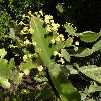 Euphorbia antiquorum L.